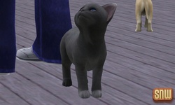 De Sims 3 Beestenbende: Oopsie-Daisy de kat