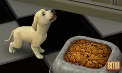 De Sims 3 Beestenbende: BaBa de hond