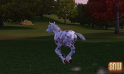 De Sims 3 Beestenbende: GooGoo het paard