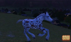 De Sims 3 Beestenbende: GooGoo het paard